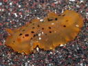 Dendrodoris fumata