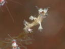 Eubranchus sp. 3