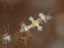 Eubranchus sp. 3