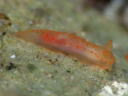 Gymnodoris citrina