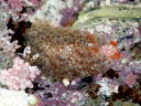 Spurilla chromosoma