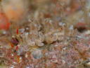 Eubranchus echizenicus