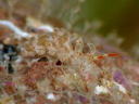 Eubranchus echizenicus