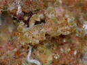 Eubranchus echizenicus