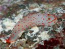 Gymnodoris alba