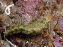 Cuthona diversicolor