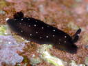 Dendrodoris nigra