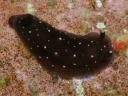 Dendrodoris nigra