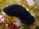 Dendrodoris nigra