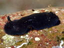 Dendrodoris nigra