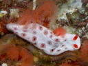 Dermatobranchus otome