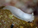 Gymnodoris citrina