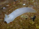 Gymnodoris citrina