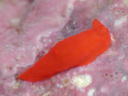 Gymnodoris cf. subornata