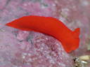 Gymnodoris cf. subornata