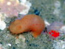 Gymnodoris citrina