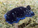 Dendrodoris nigra