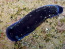 Dendrodoris nigra