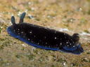 Dendrodoris nigra