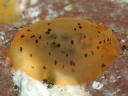 Dendrodoris fumata