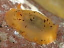 Dendrodoris fumata