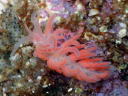 Phyllodesmium serratum