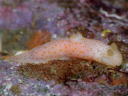 Gymnodoris sp. 1