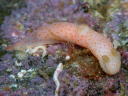 Gymnodoris sp. 1