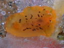 Dendrodoris fumata