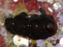 Dendrodoris nigra