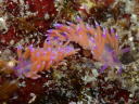 Flabellina rubrolineata