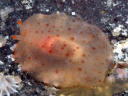 Pleurobranchus peroni