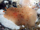 Pleurobranchus peroni