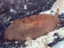 Pleurobranchus peroni