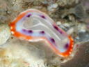 Goniobranchus decora