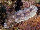 Dendrodoris denisoni