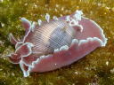 Hydatina physis