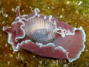 Hydatina physis