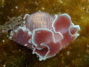 Hydatina physis