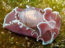 Hydatina physis