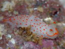 Gymnodoris alba