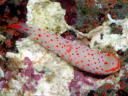 Gymnodoris alba