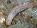 Gymnodoris alba