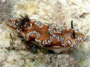 Glossodoris atromarginata