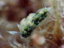 Costasiella sp. aff. iridophra