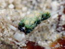 Costasiella sp. aff. iridophra