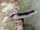 Chelidonura amoena