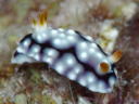 Goniobranchus geometrica