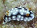 Goniobranchus geometrica