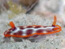 Hypselodoris purpureomaculosa